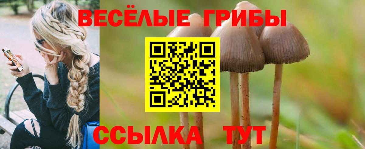 Галлюциногенные грибы Psilocybe Нововоронеж